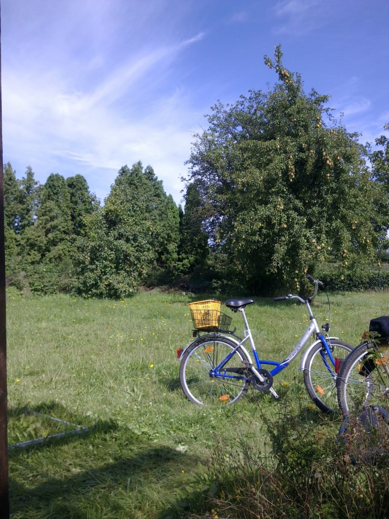Garten 2012