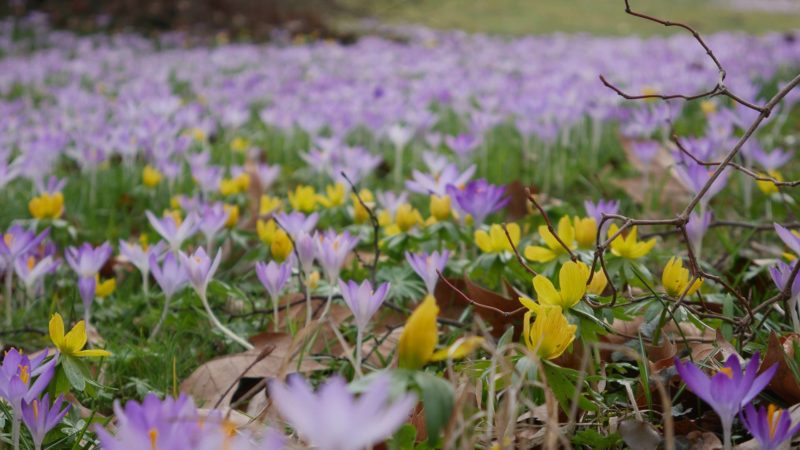 Frühling Aufbruchstimmung Winterling und Krokus