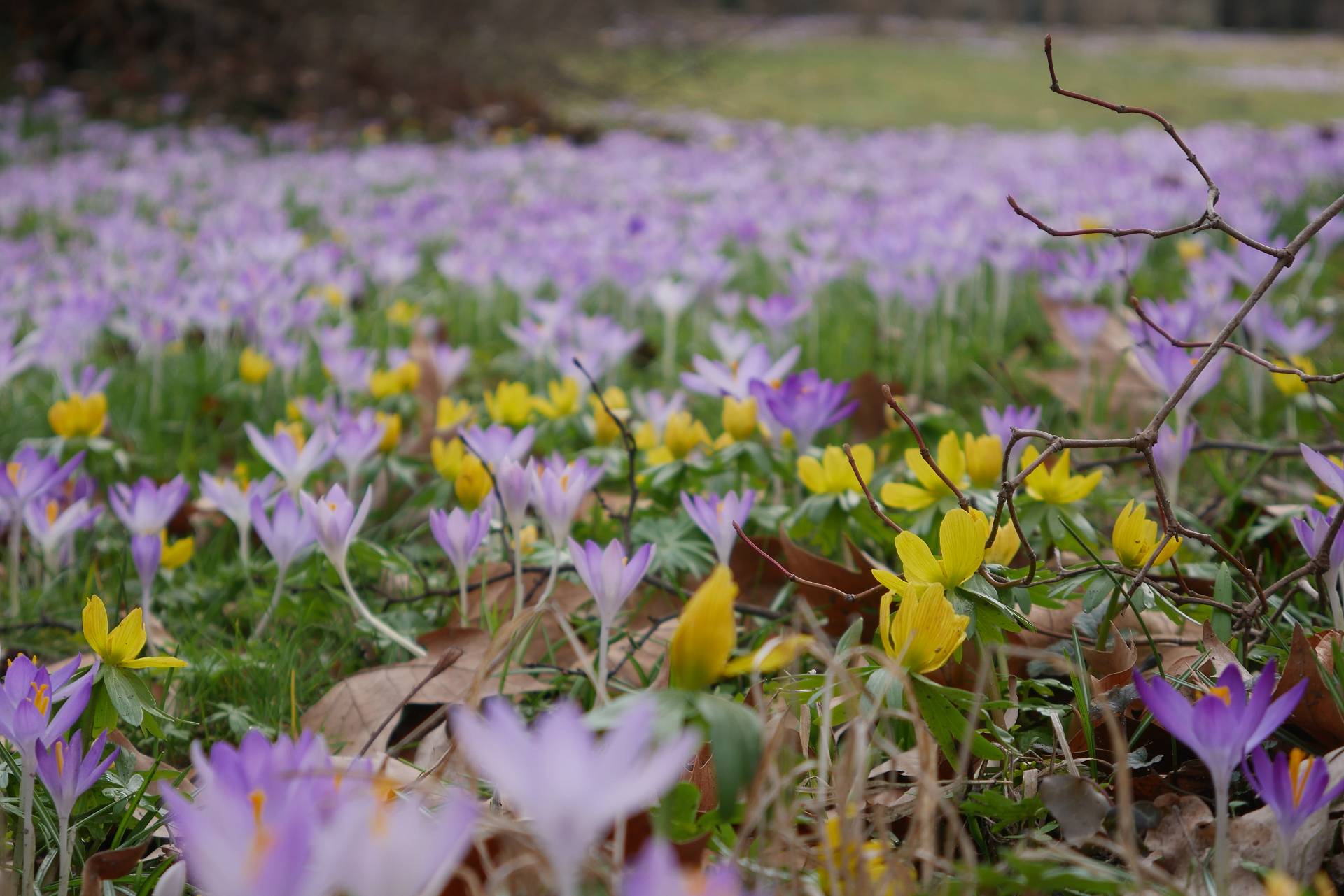 Aufbruchstimmung! Der Frühling naht. Gartenblog Naturgartenideen