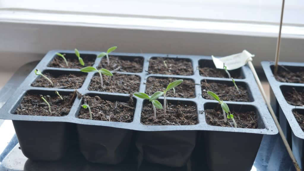 Tomaten Tigerella aus dem Funky Veg Kit