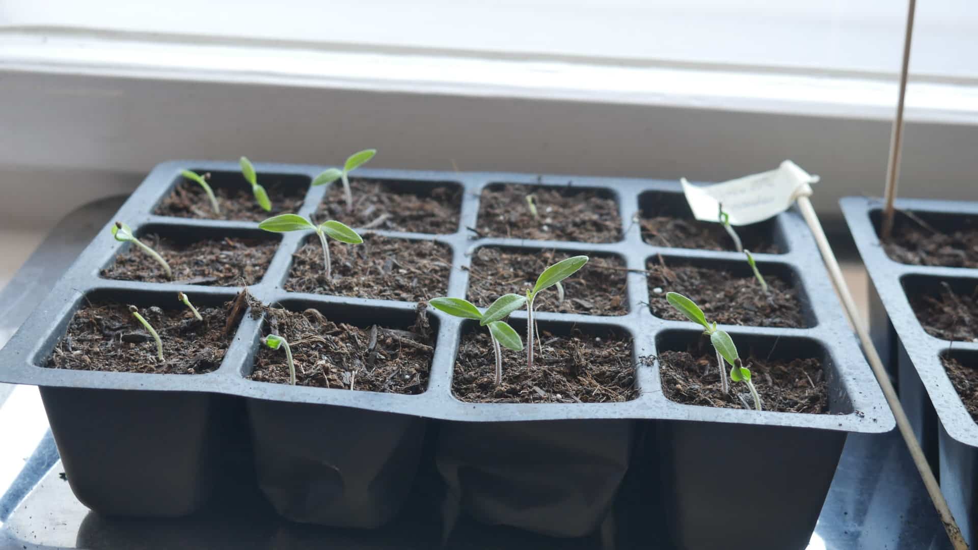 Tomaten Tigerella aus dem Funky Veg Kit