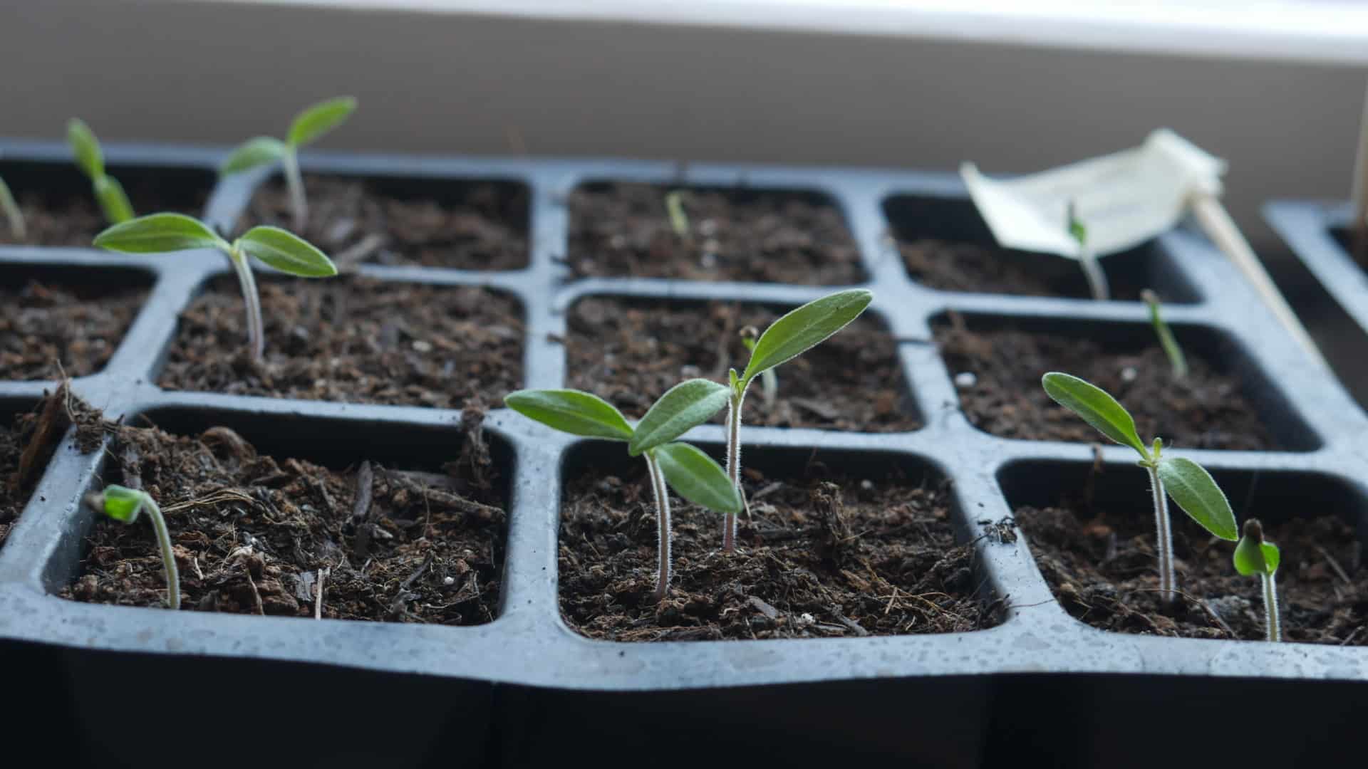 Tomaten Tigerella aus dem Funky Veg Kit