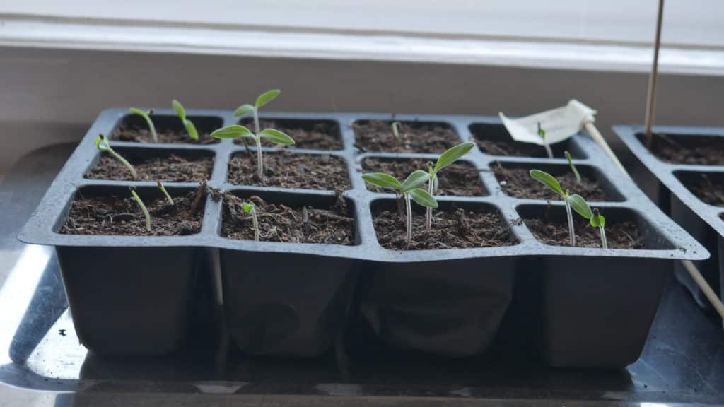 Tomaten Tigerella aus dem Funky Veg Kit