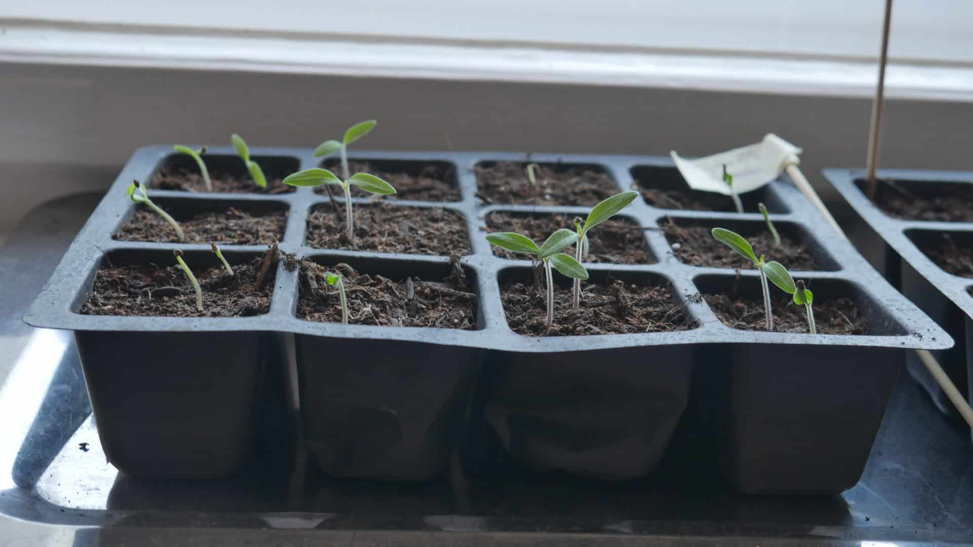 Tomaten Tigerella aus dem Funky Veg Kit