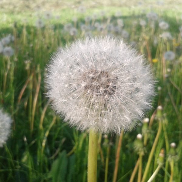 Naturnah Gärtnern Pusteblumenmeer