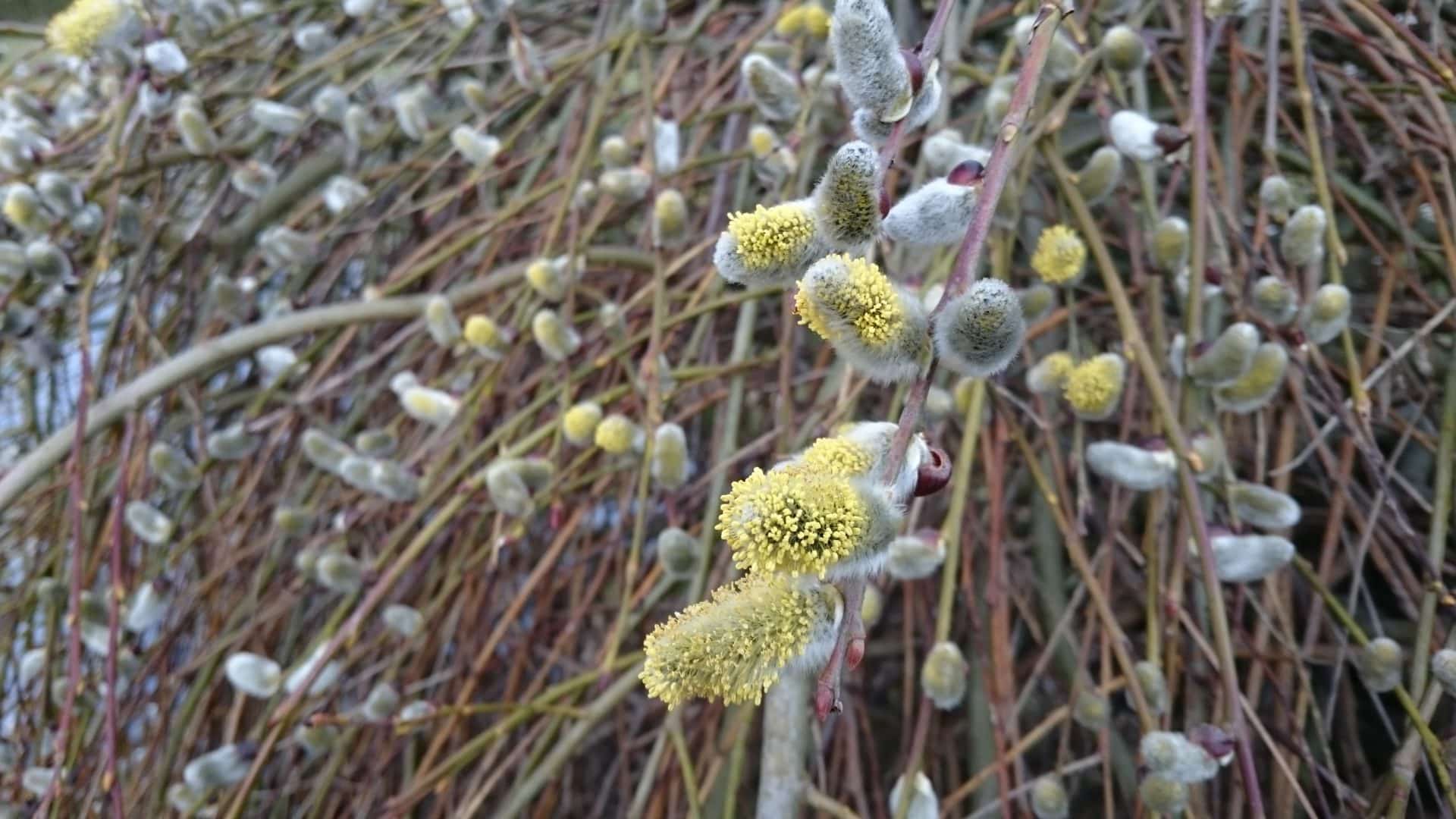 Die Blüten der Kätzchenweide