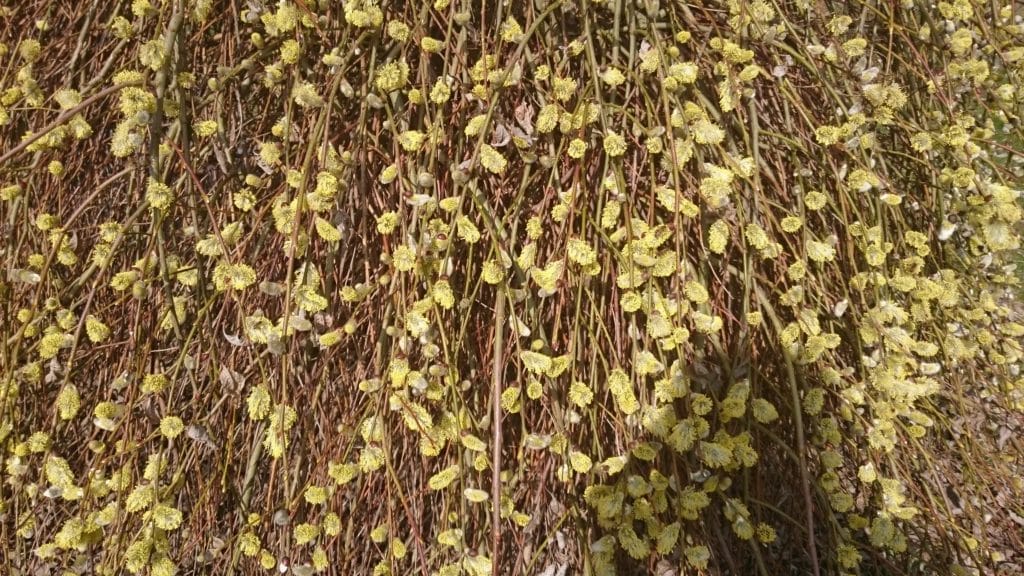 Kätzchenweide in Blüte