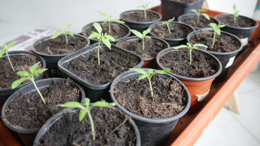 junge Tomatenpflanzen
