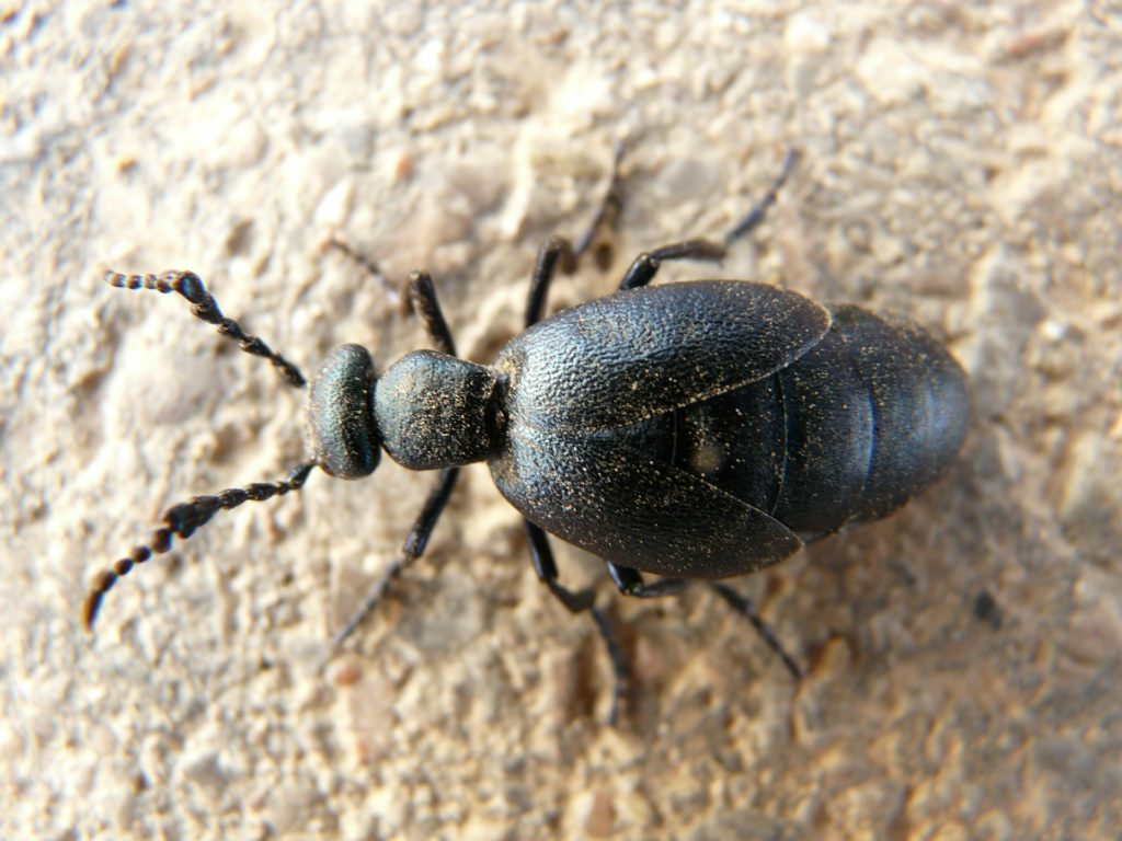 Ölkäfer Weibchen