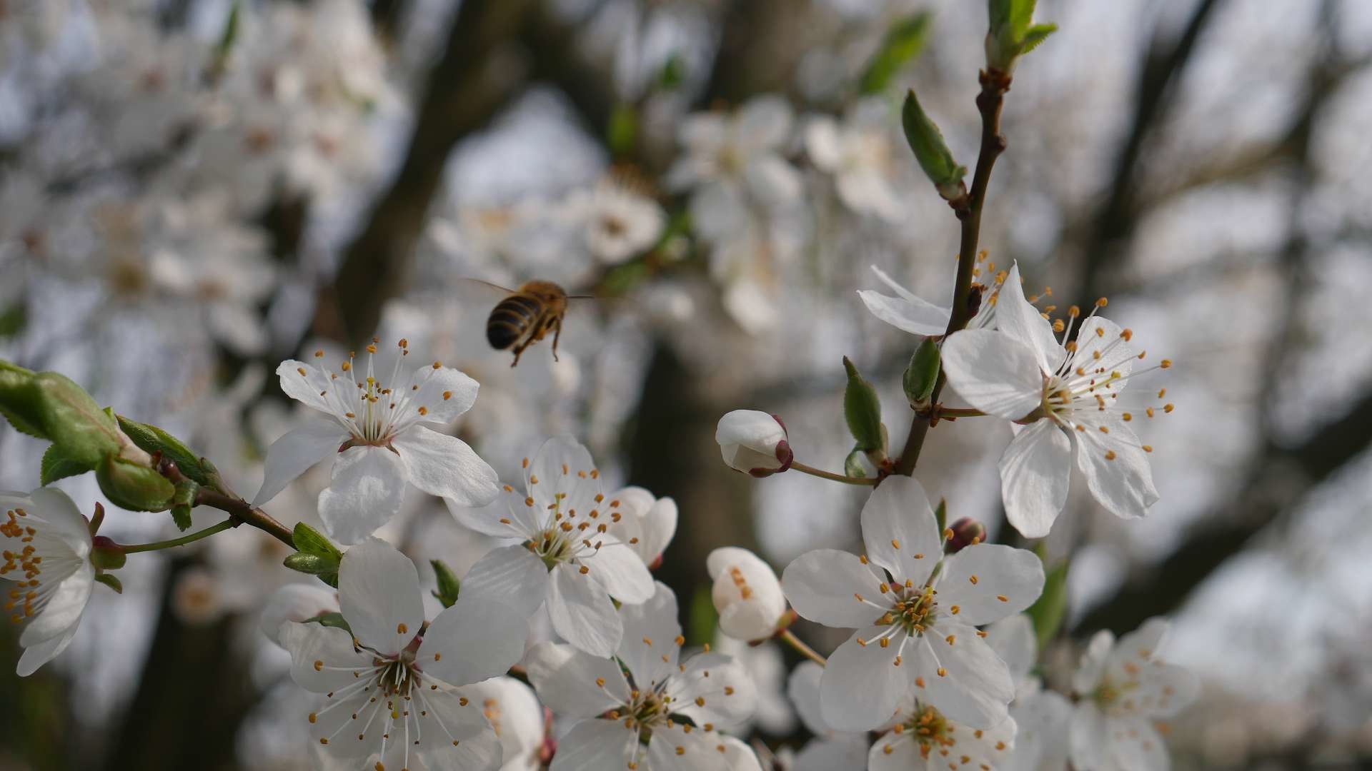 Mirabelle und Biene