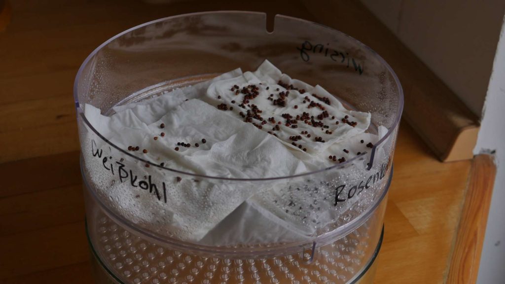 Keimgerät zum vorkeimen von Kohlsamen