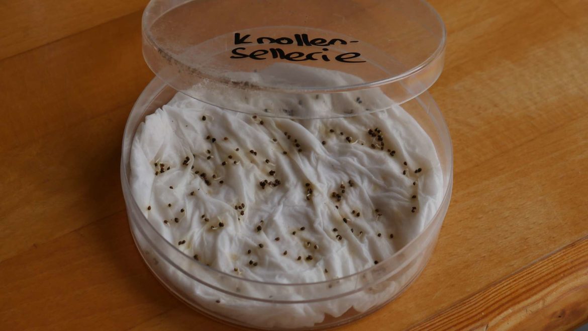 Samen keimen lassen Samen vorkeimen, Lichtkeimer und Dunkelkeimer Zellstoffmethode