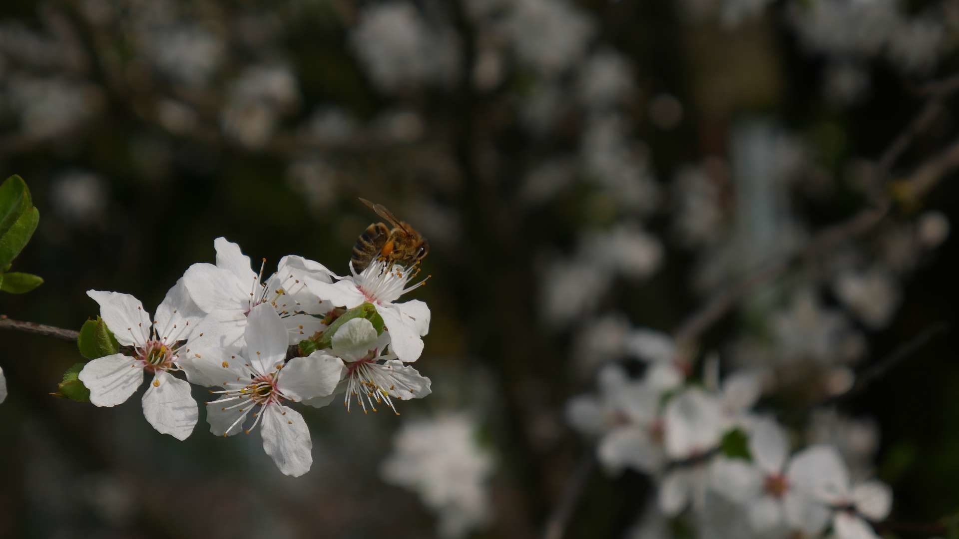 wilde Mriabellenpracht