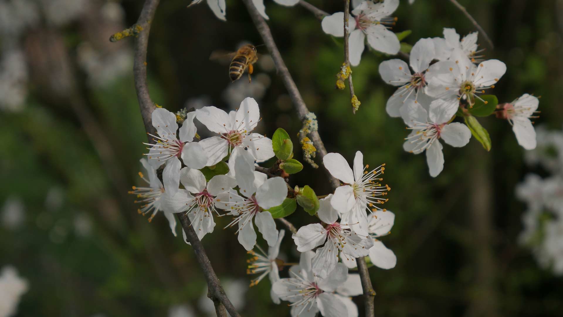 Flug der Biene