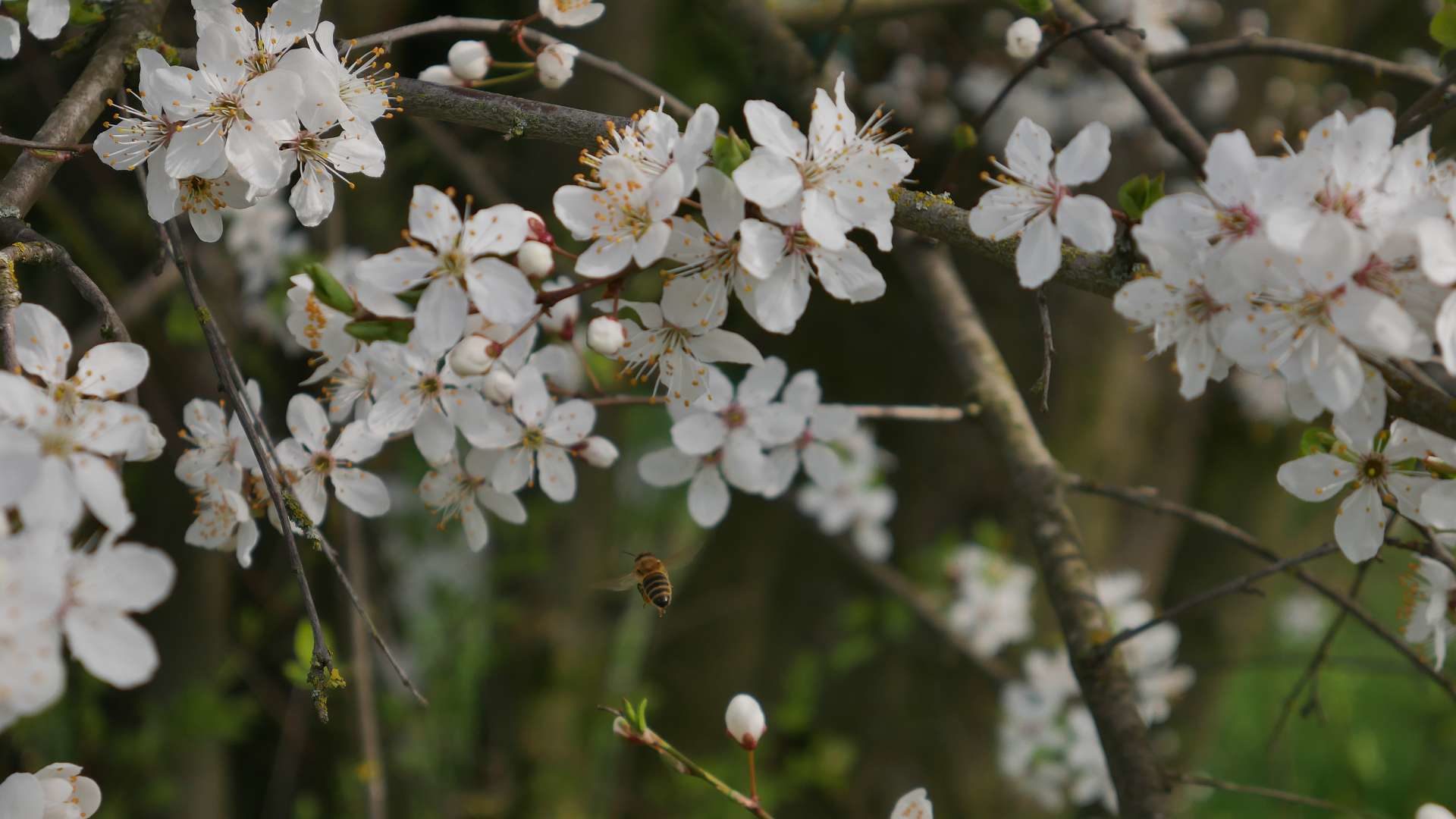 wilde Mirabelle mit Biene