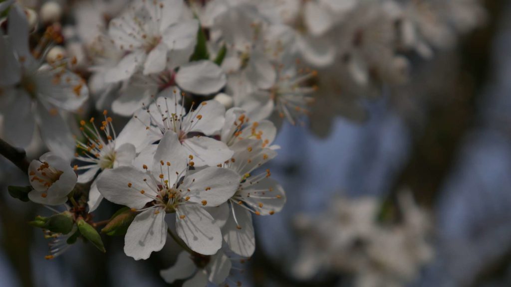 Mirabellenblüte