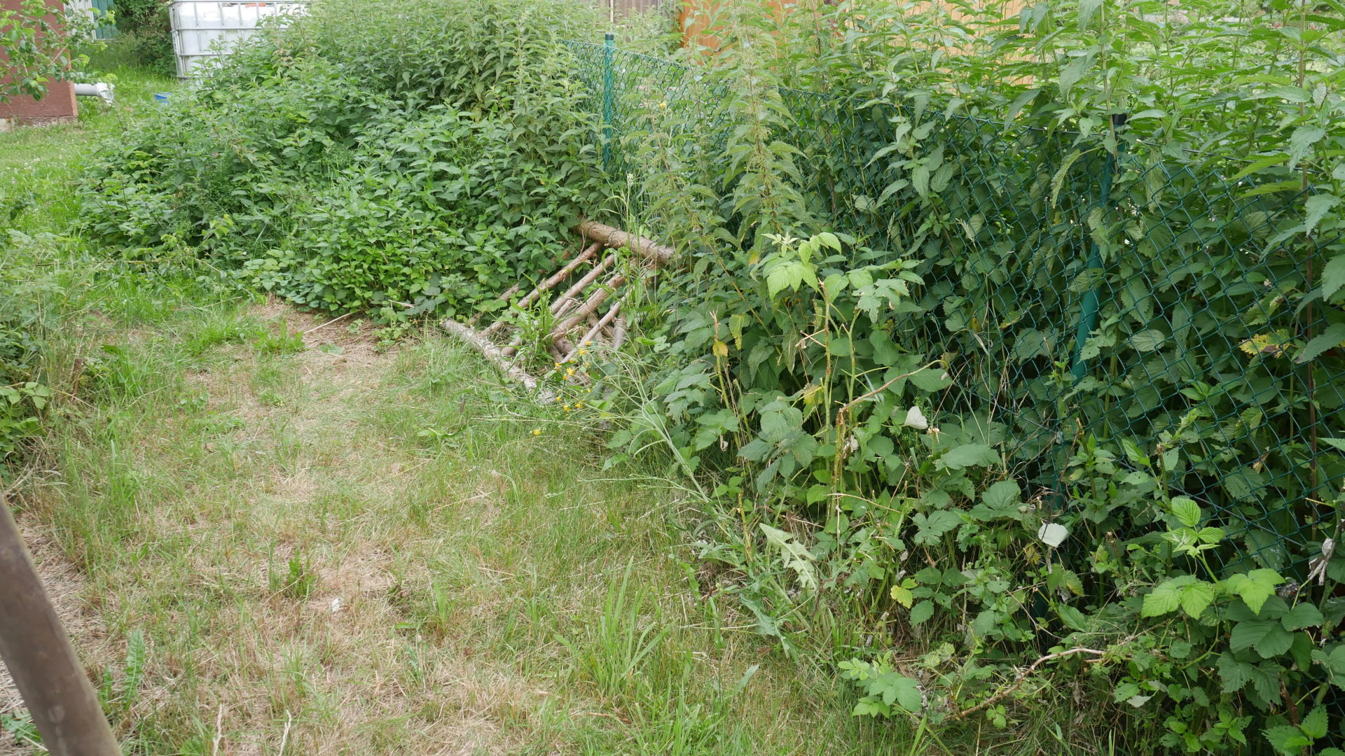 hier wohnt limax maximus
