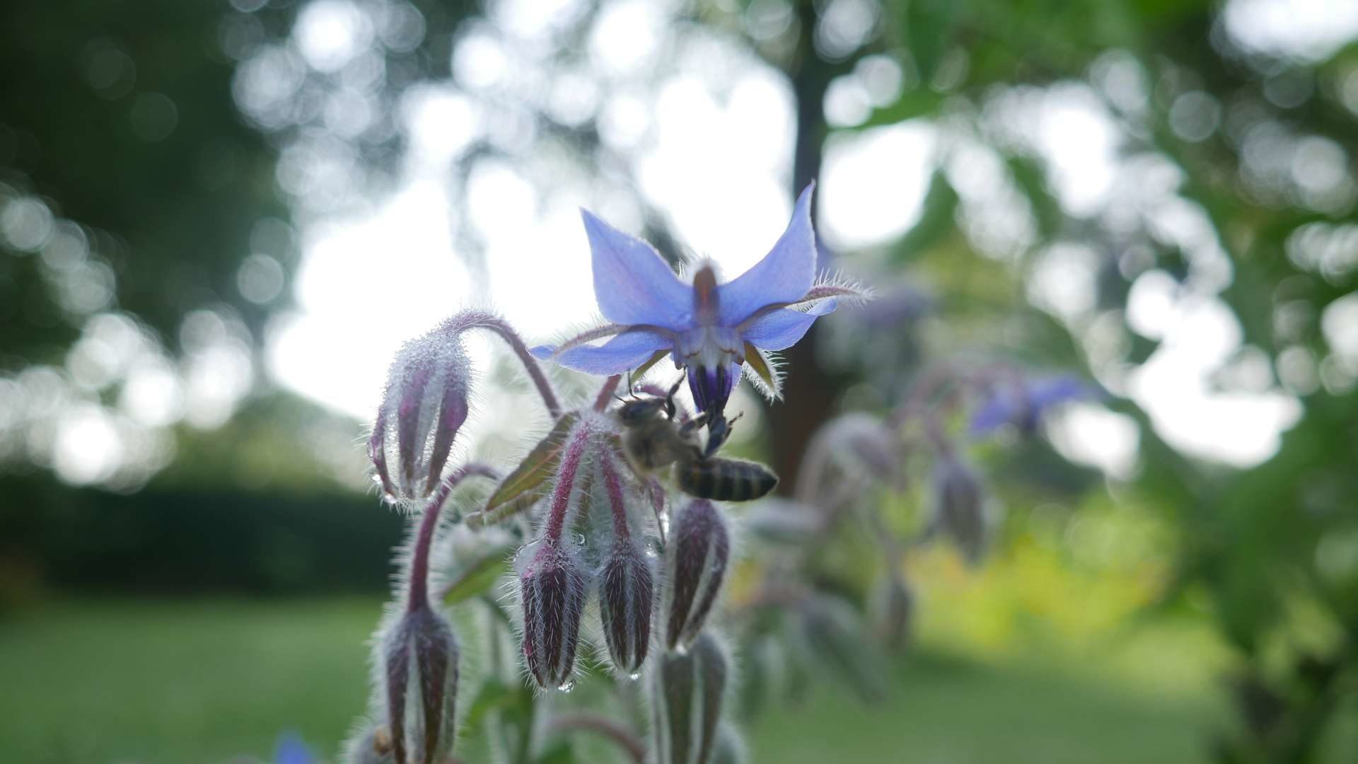 Bienen mögen Borretschblüten