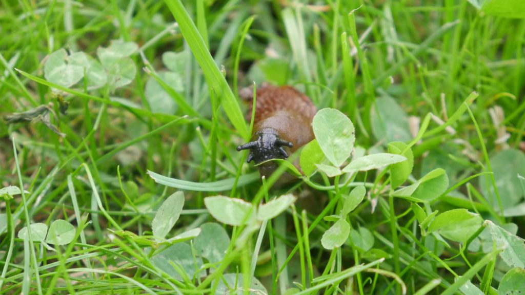 Wegschnecke frisst Klee