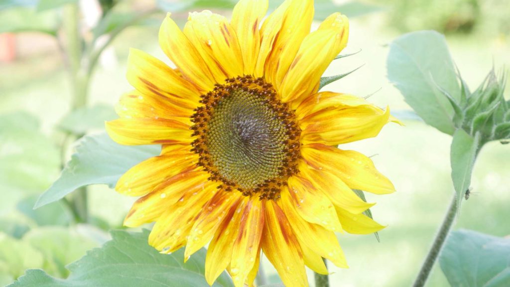 Sonnenblumen als Bienenfutter