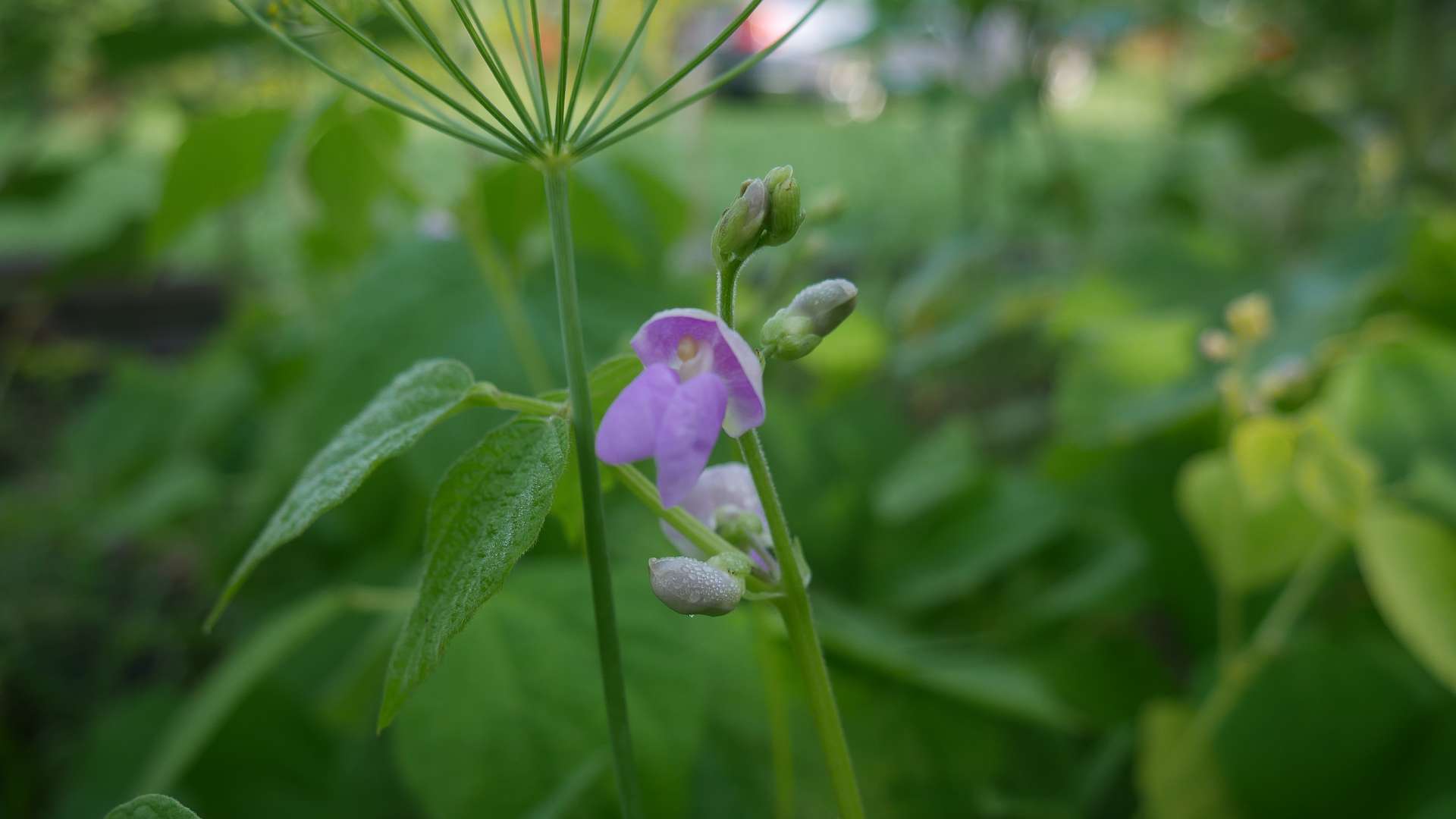 Buschbohnen Blüte