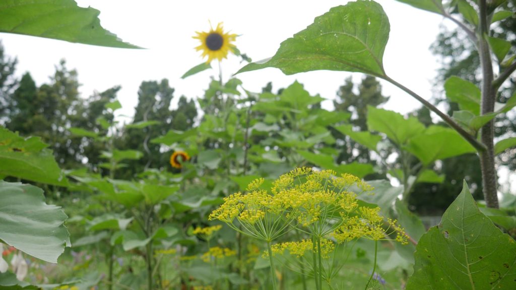 willkommen im naturnahen garten