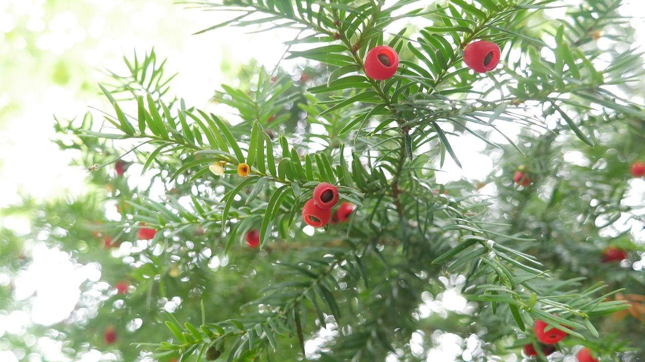 Taxus baccata