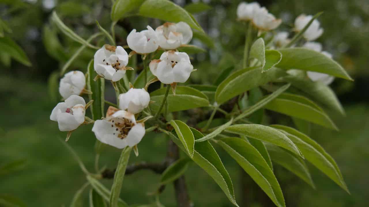 Baumblüte im Naturgarten