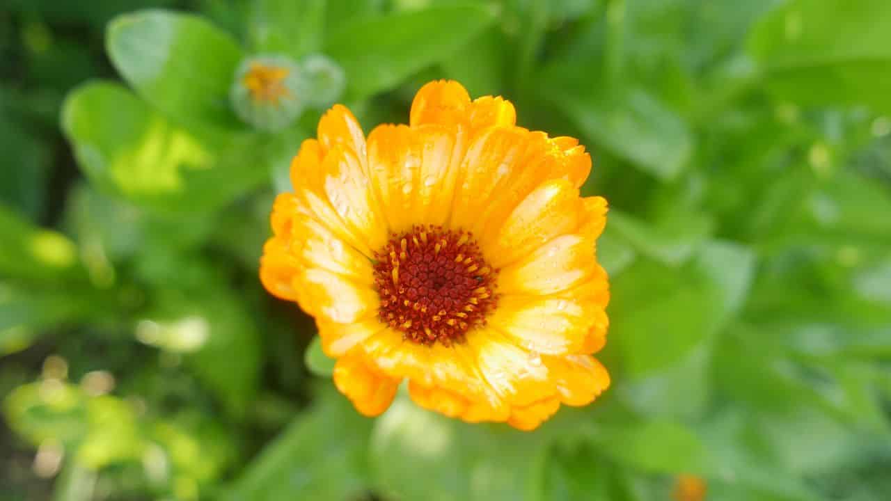 Calendula officinalis