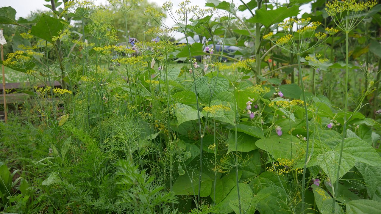 Dill im Naturgarten