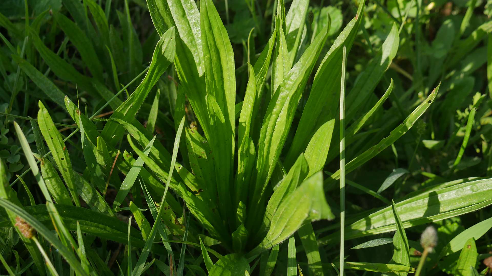 Plantago lanceolata