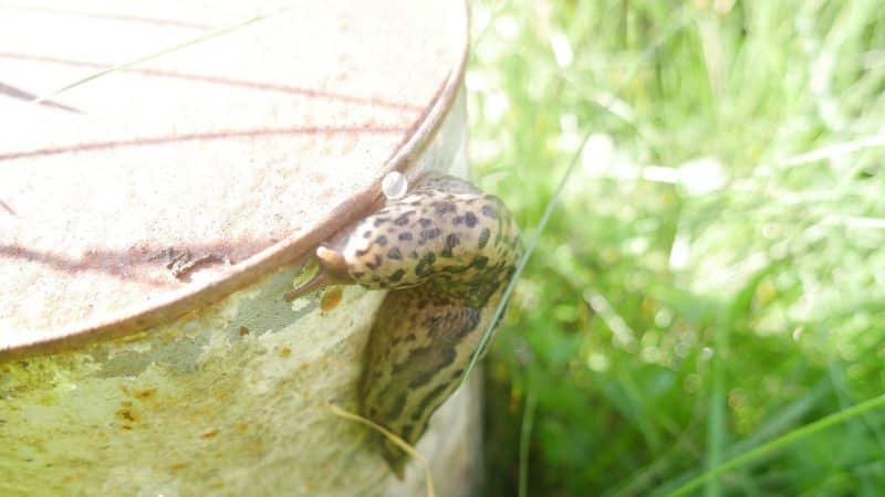 Tigerschnegel (limax maximus) im Naturgarten