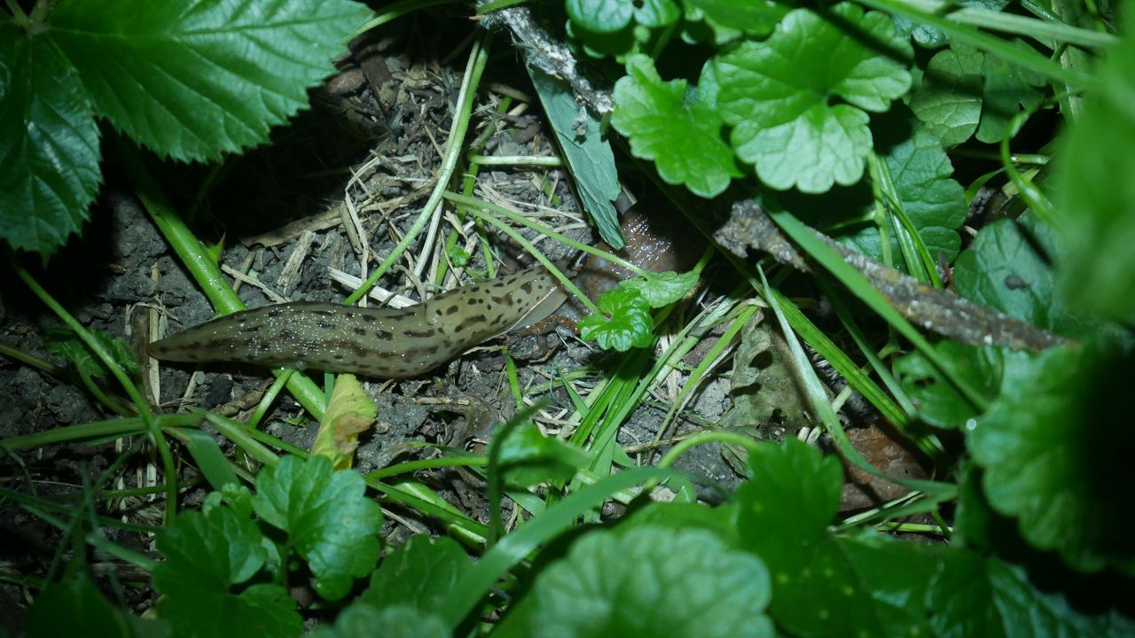 Limax maximus im Garten