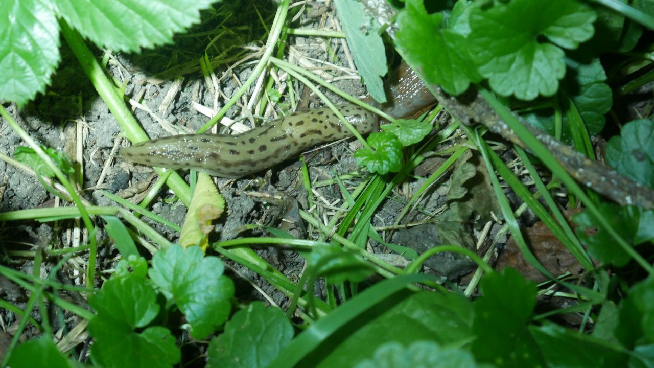 Limax maximus