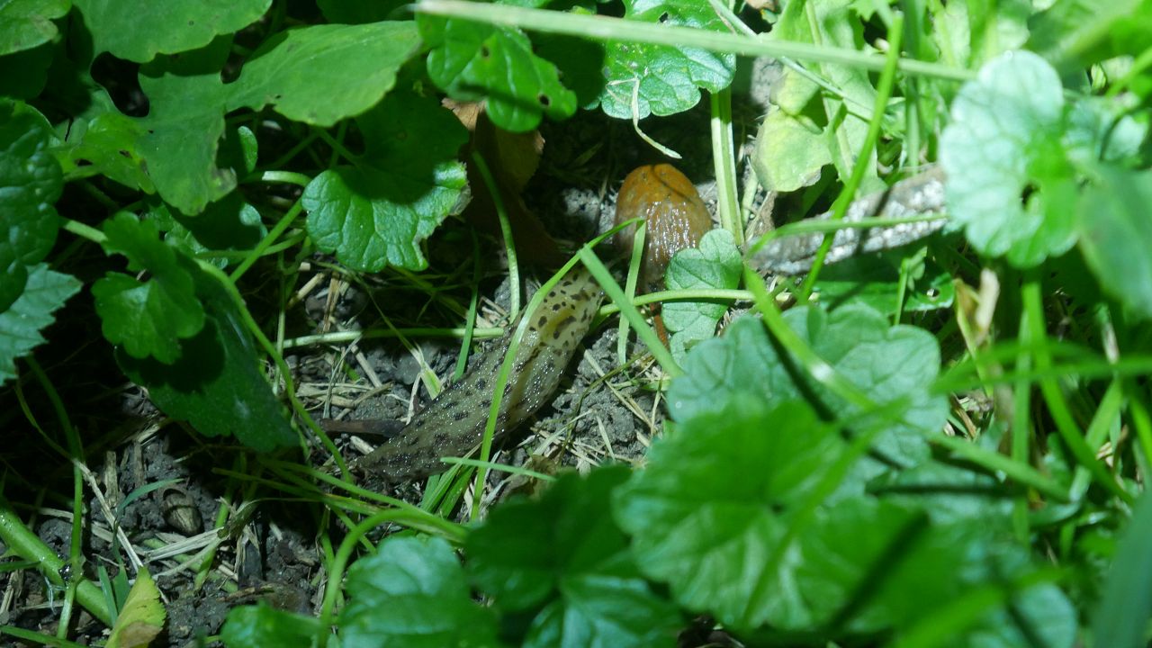 Limax maximus