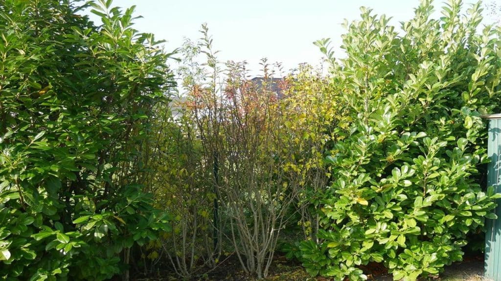 Lorbeerkirschhecke