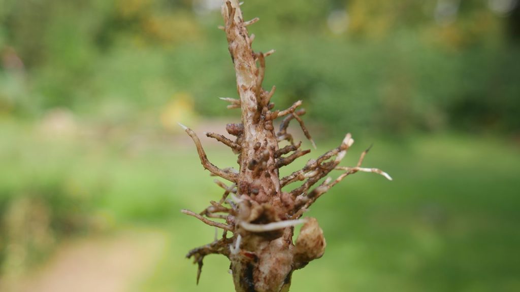 Rhizobien