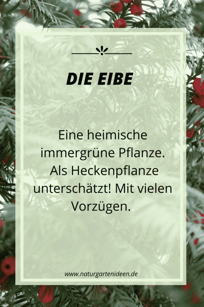 Eine Eibenhecke im Naturgarten