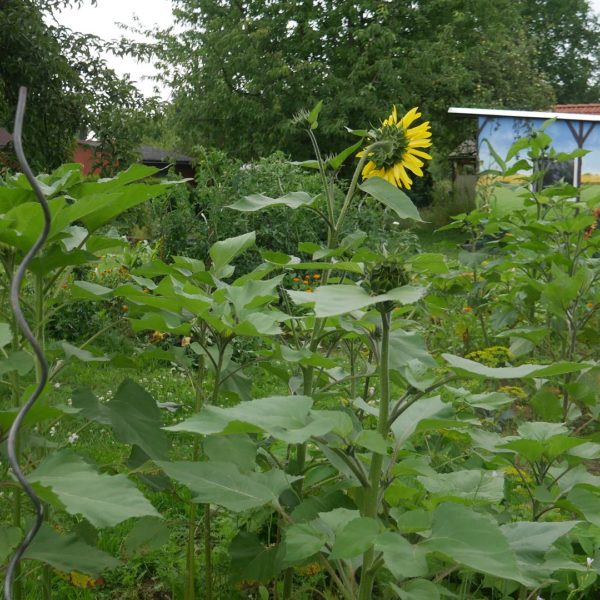 Gartenblick Sonnenblumen Mischkulturbeet