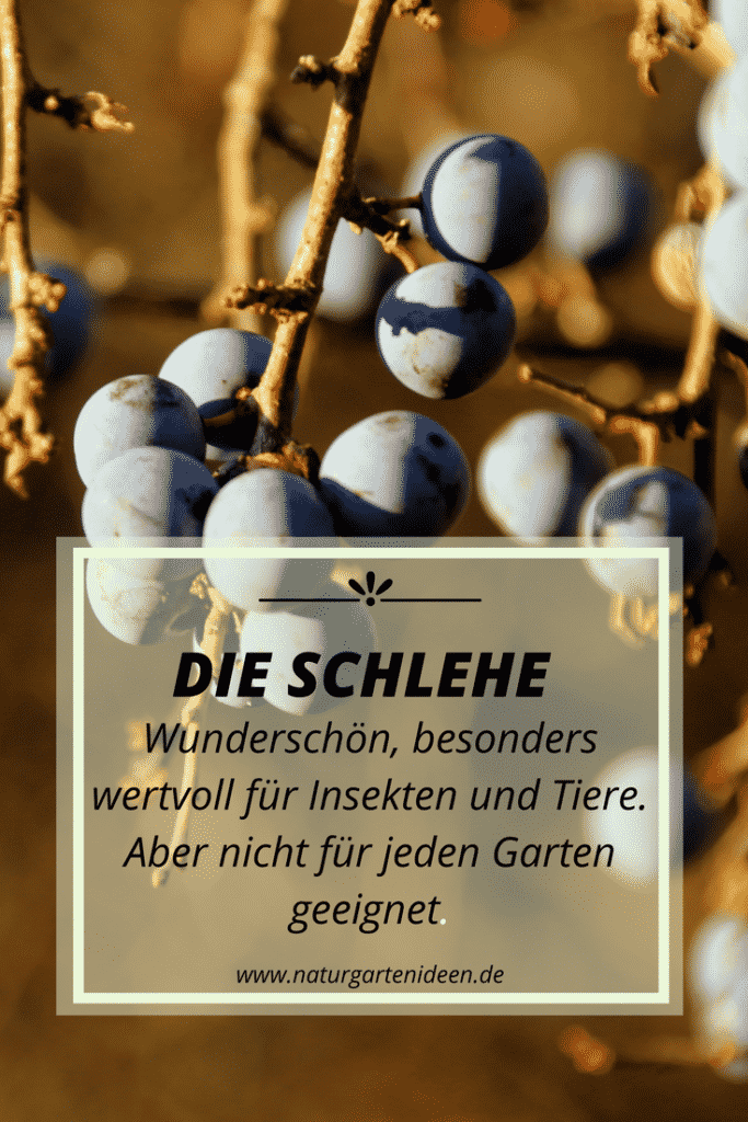 Schlehe im Garten