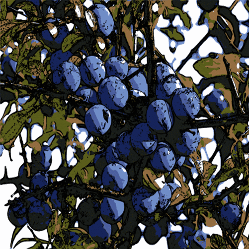 Schlehe (prunus spinosa) mit Früchten und Laub