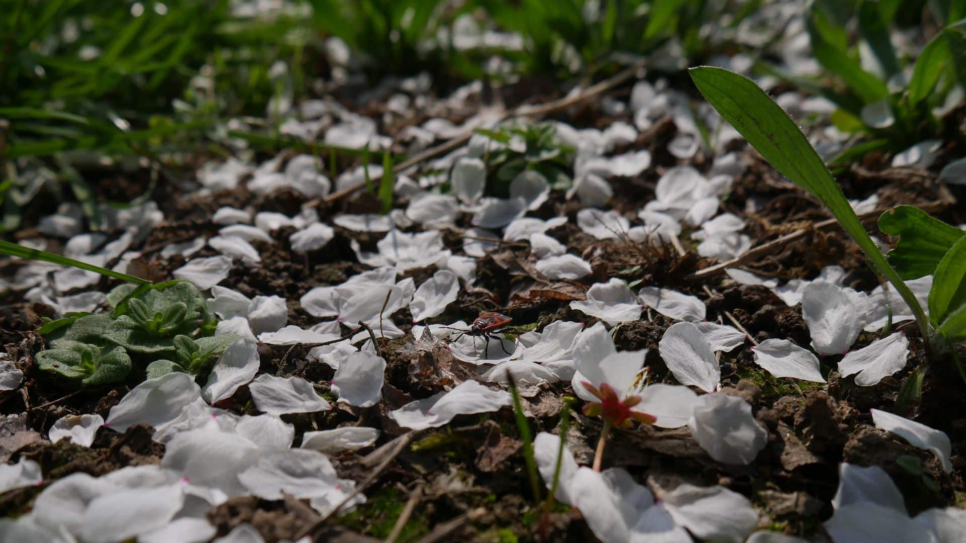 Mirabellenblüten