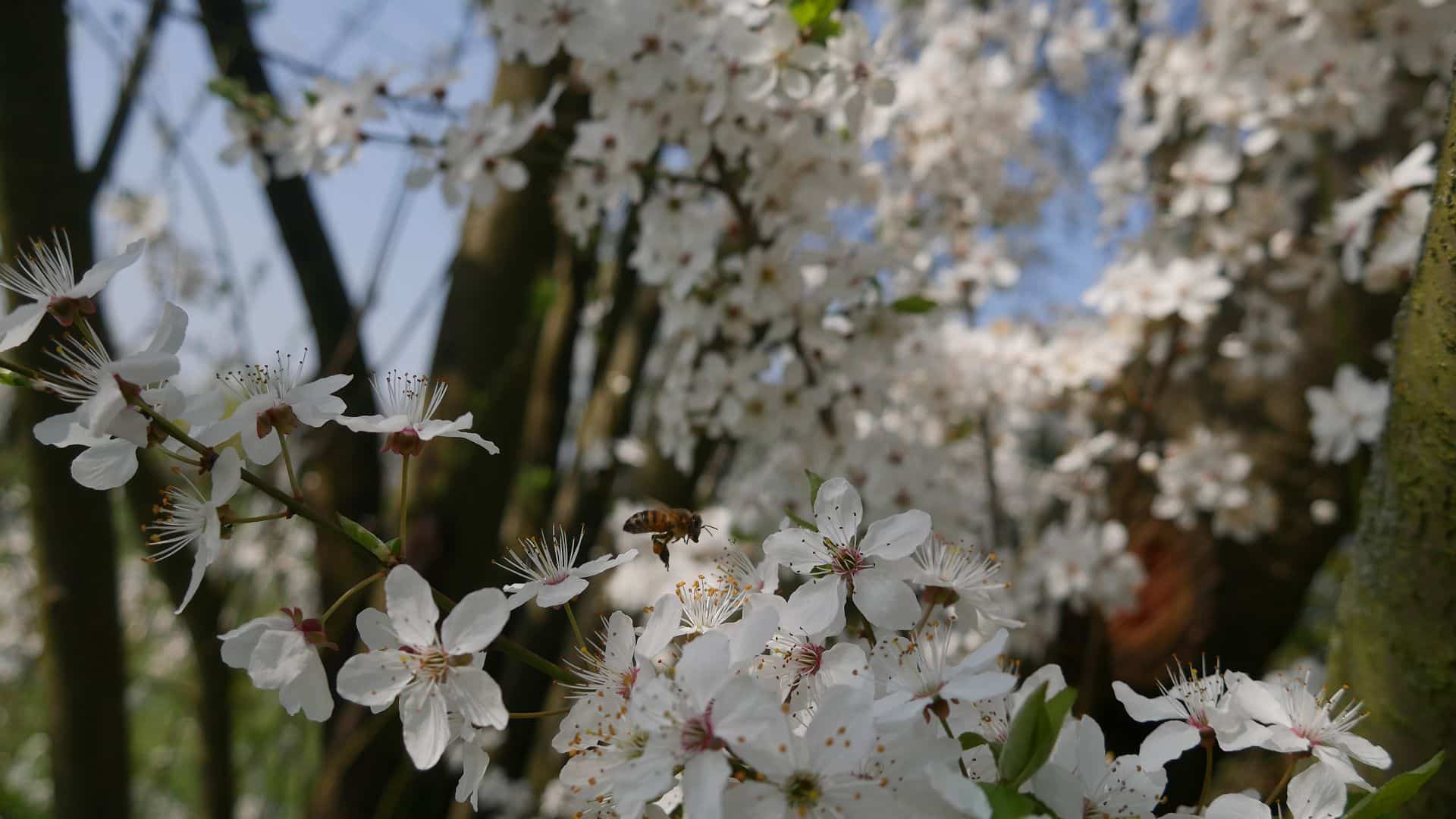 Mirabelle in voller Blüte