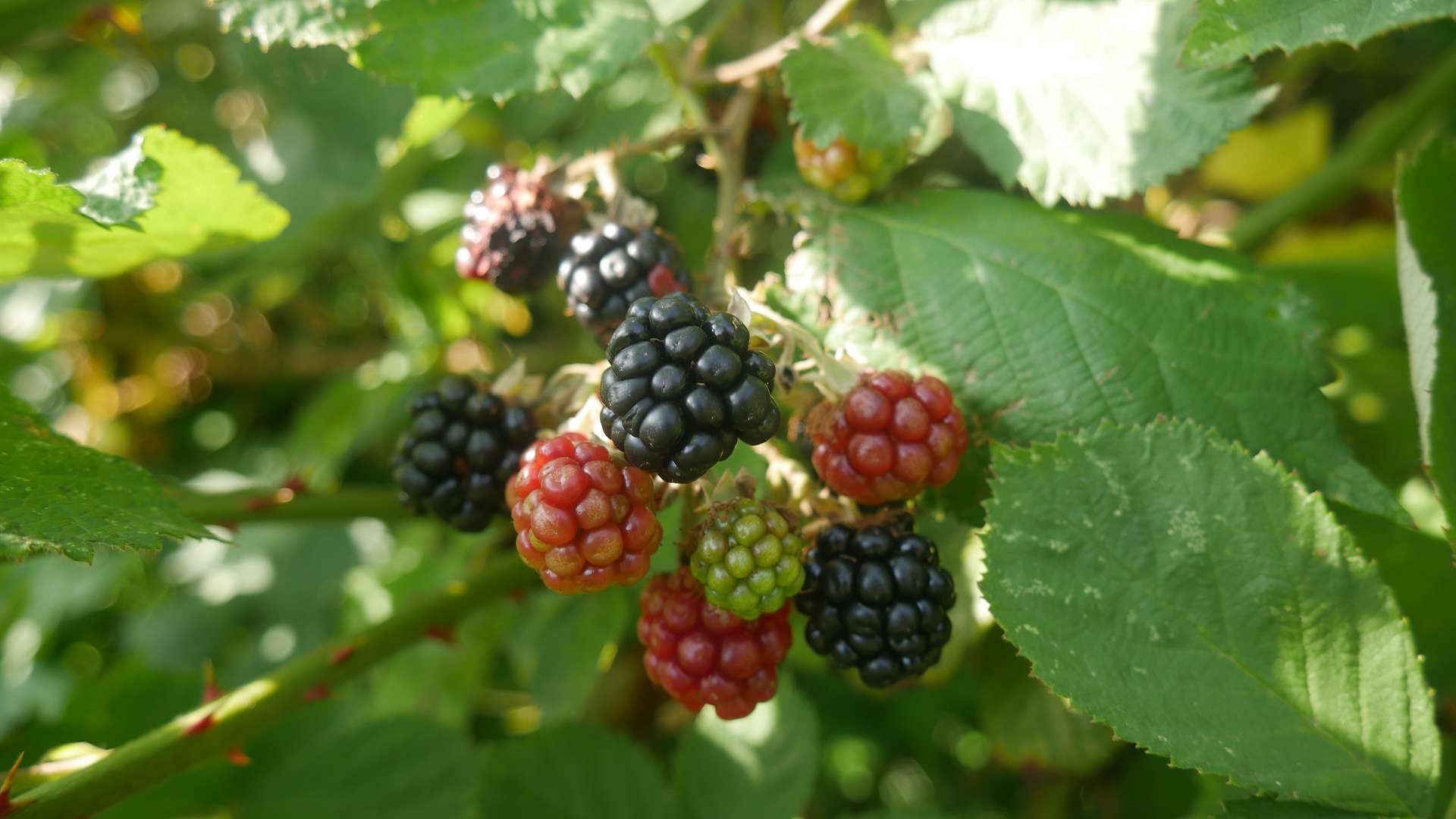 Brombeeren im Garten