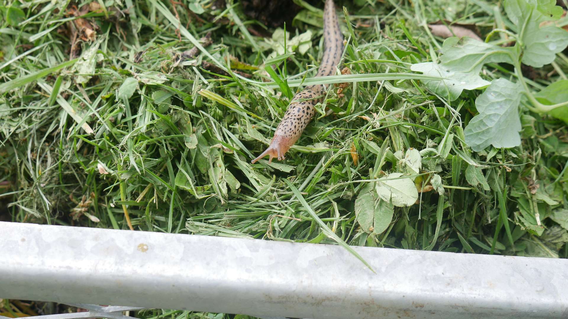 Tigerschnegel limax maximus