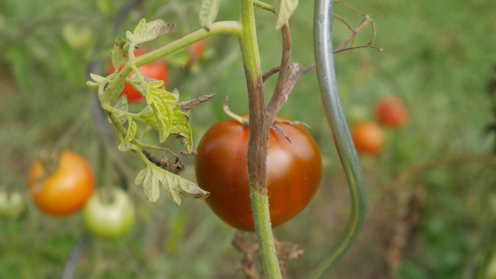 Braunfäule an Tomaten