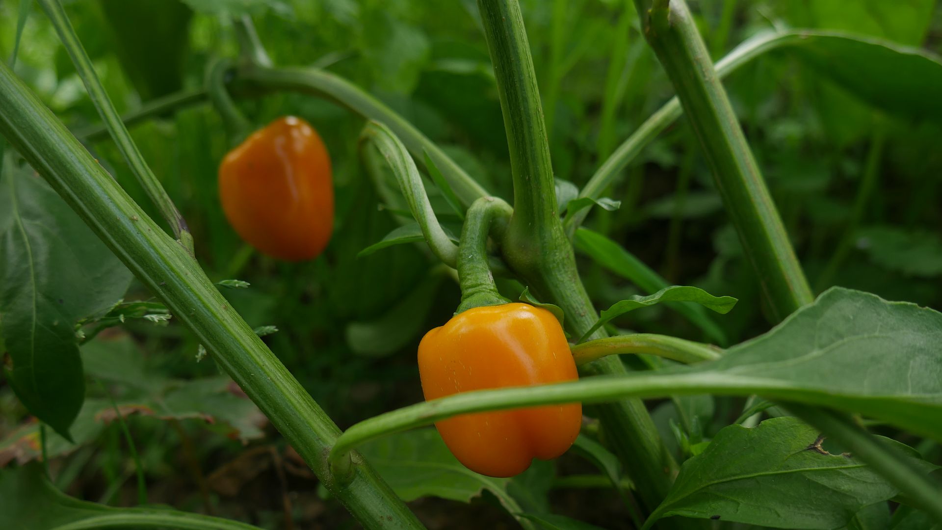 Paprika Gesund Gemüsepaprika vorziehen Paprika gegen Erkältung Paprika Vitamin C