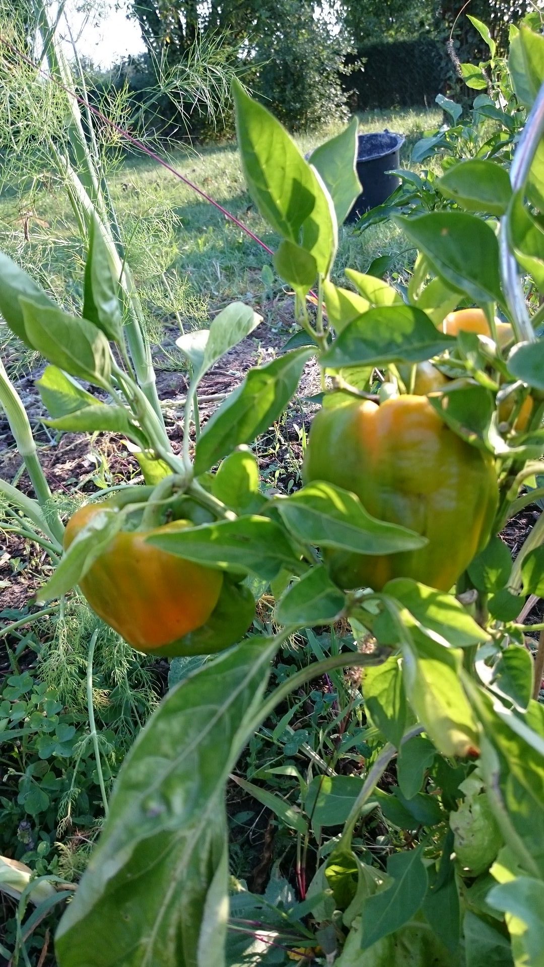 Paprika Gesund Paprika gegen Erkältung Paprika Vitamin C