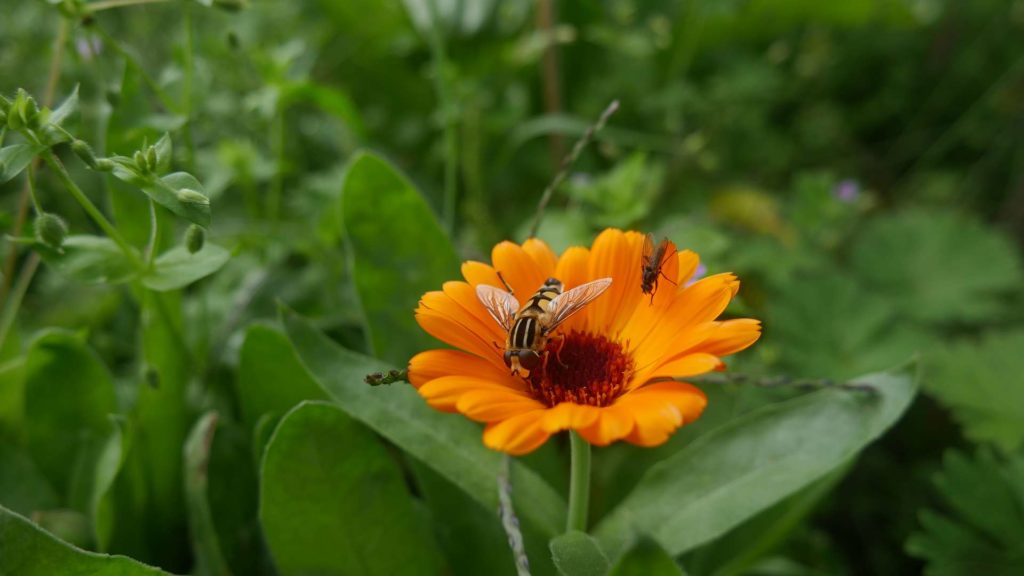 Bestäubung gegen Blattläuse Naturgarten giftfreier Garten Gärtnern ohne Gift