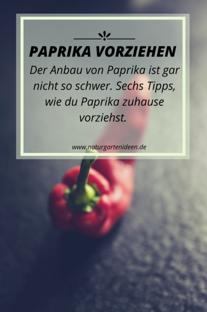 Paprika anzucht Paprika zu Hause vorziehen Paprika Anbau